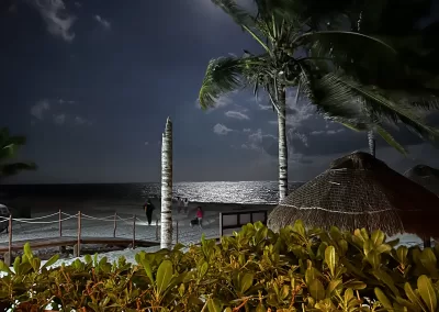 outdoor view of palm trees and the beach at night