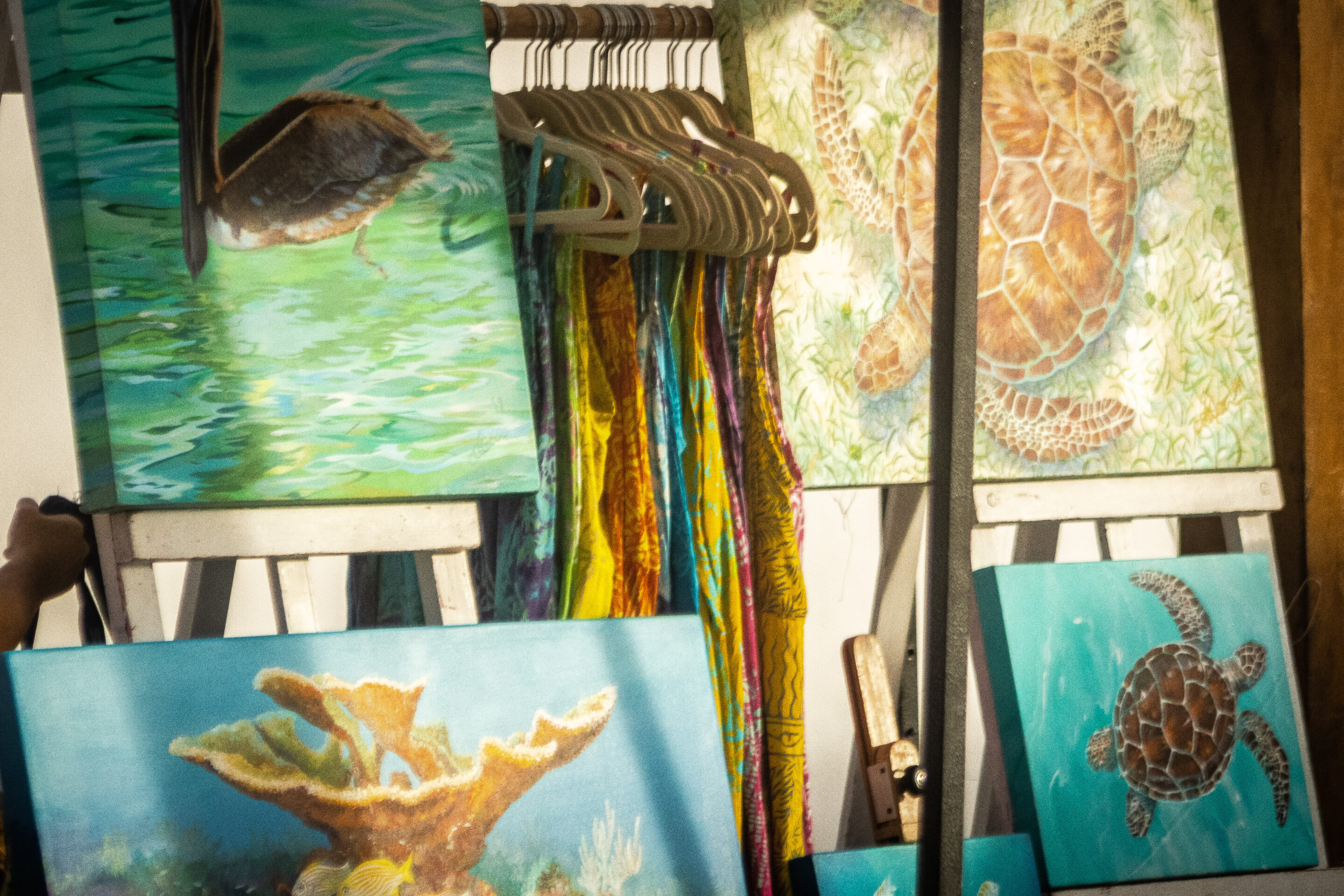 Display of paintings of coral reef, turtles, and pelican by Aileen Caffrey, an artist who has lived in Puerto Morelos for many years.