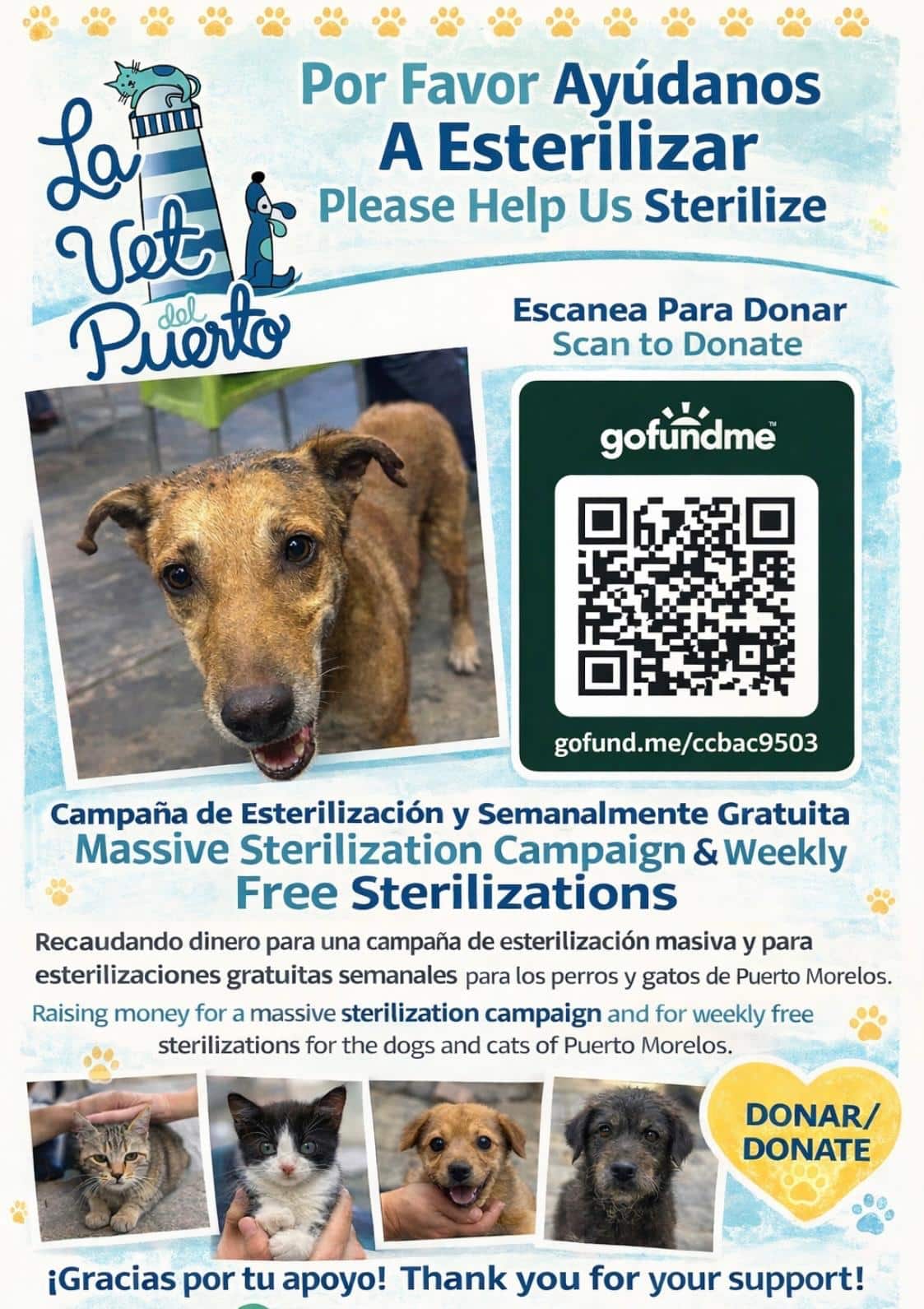 La Vet del Puerto Spay neuter esterilización Puerto Morelos veterinarian 2026