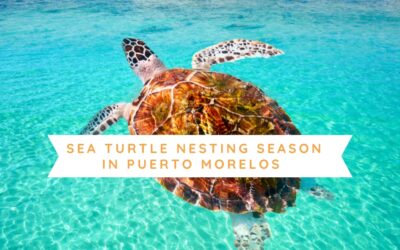 Sea Turtle Season in Puerto Morelos