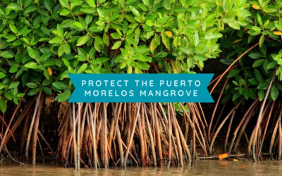 Protect the Puerto Morelos Mangrove